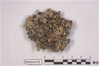 藏品(雪花衣屬)的圖片